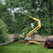 Best Fruit Tree Pruning  in St Marys, KS