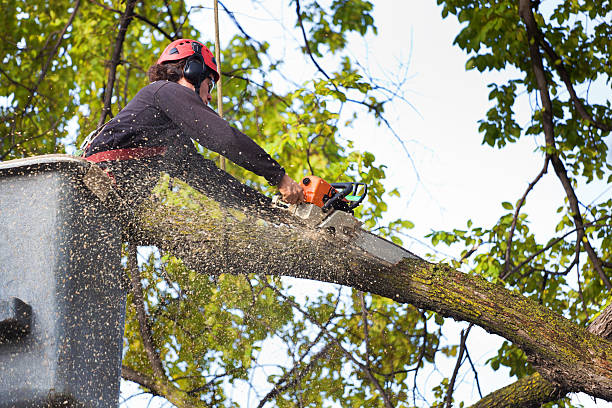 How Our Tree Care Process Works  in  St Marys, KS